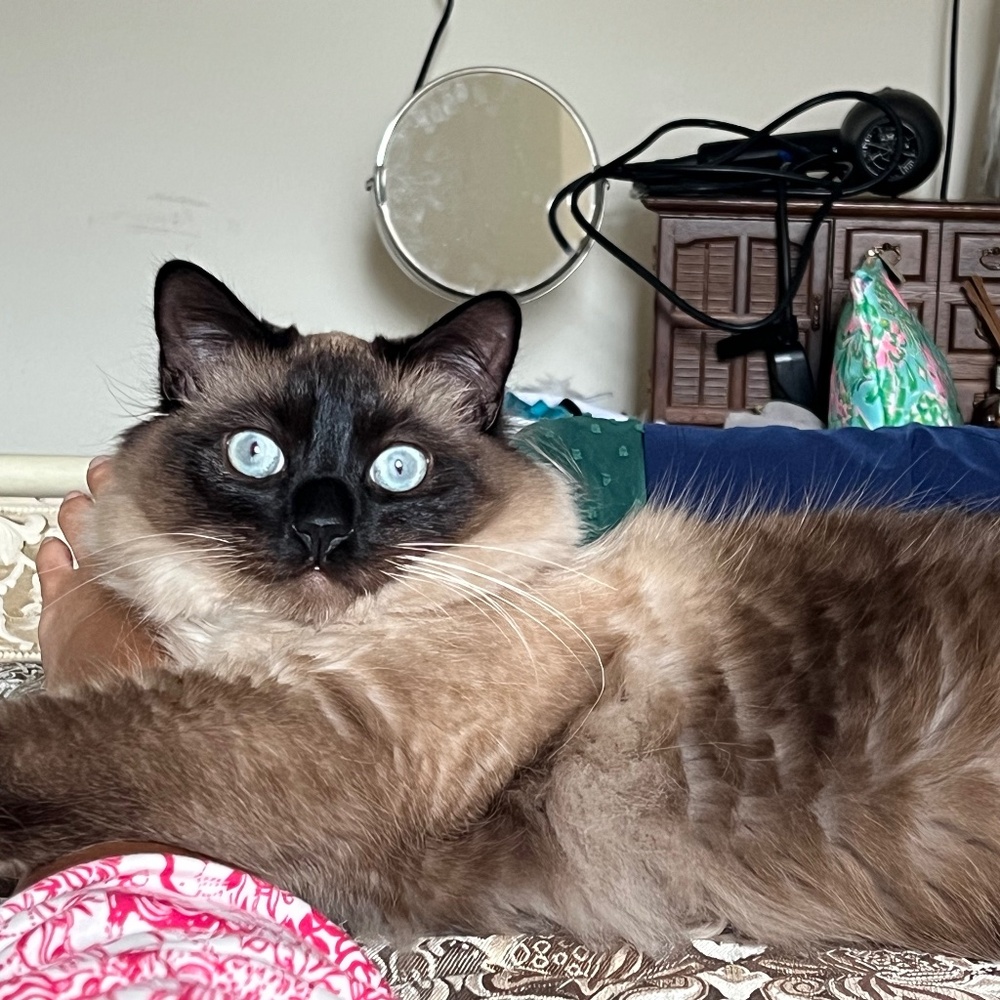 Meet your Posher, Mochi